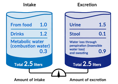 Hydration as an important modifier of disease risk